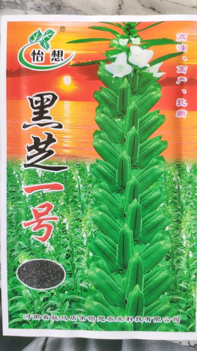 黒芝一号芝麻，高油，高产，抗病！