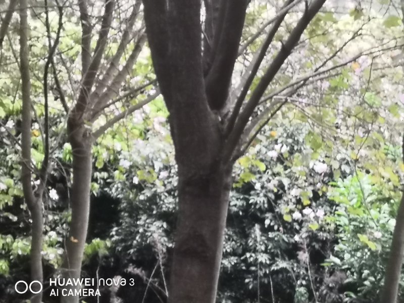 洋紫荆，地苗，10公分到20公分