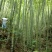 毛竹（又叫楠竹）海鲜养殖用