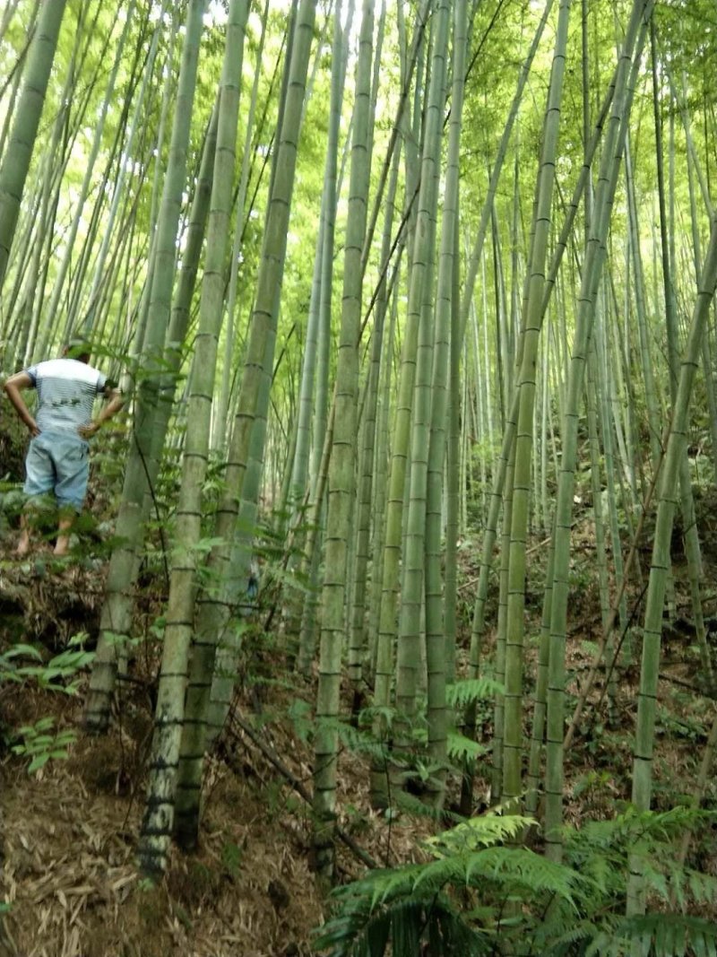 毛竹（又叫楠竹）海鲜养殖用