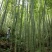毛竹（又叫楠竹）海鲜养殖用