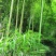 毛竹（又叫楠竹）海鲜养殖用