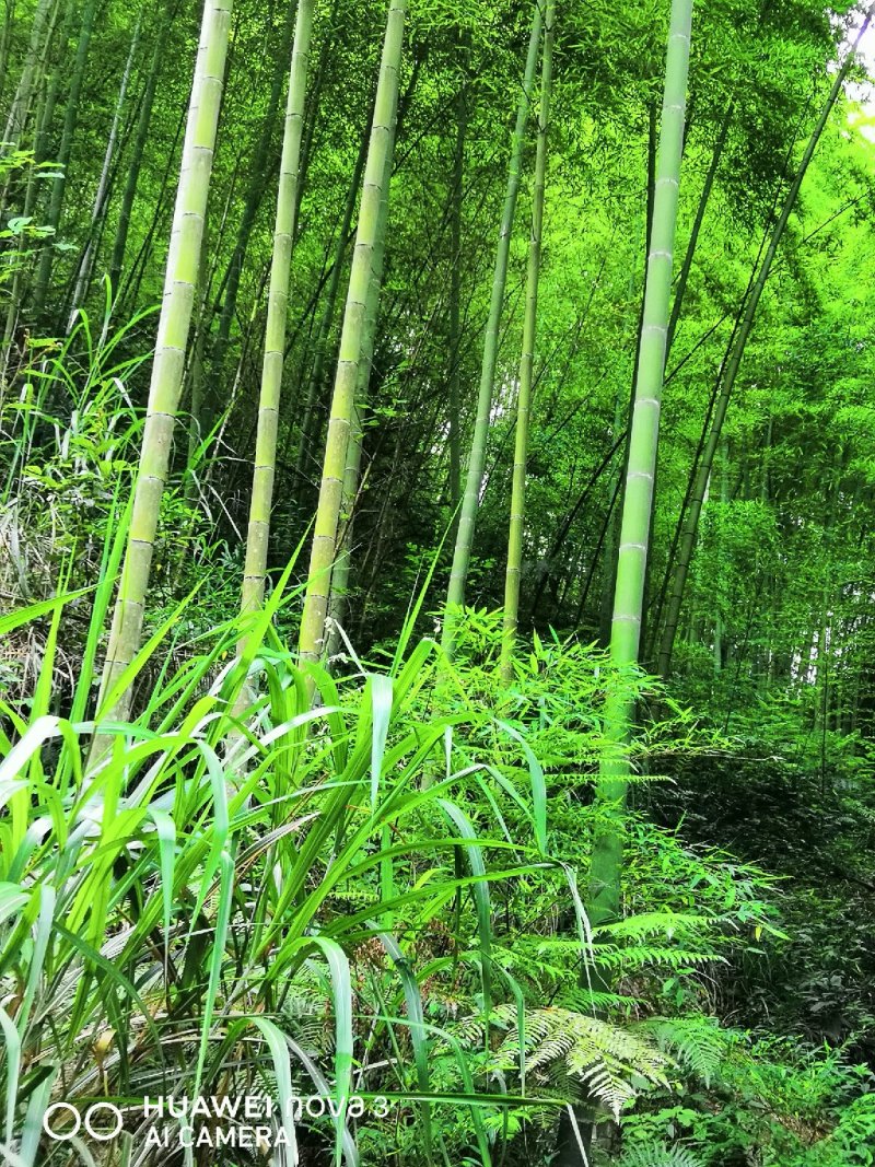 毛竹（又叫楠竹）海鲜养殖用