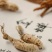 金蝉花蝉花无杂质欢迎全国药店中医馆详谈