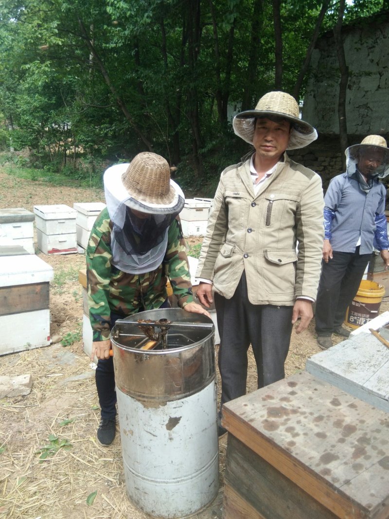 【百花老巢蜜脾】蜂场直销整张全封盖带巢框百花老巢蜜脾