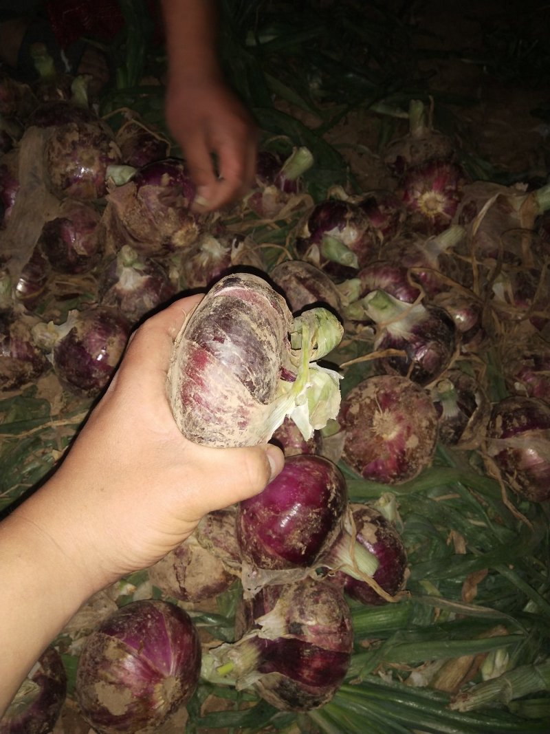 沁阳紫扁葱上市中