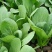 上海青小白菜油菜
