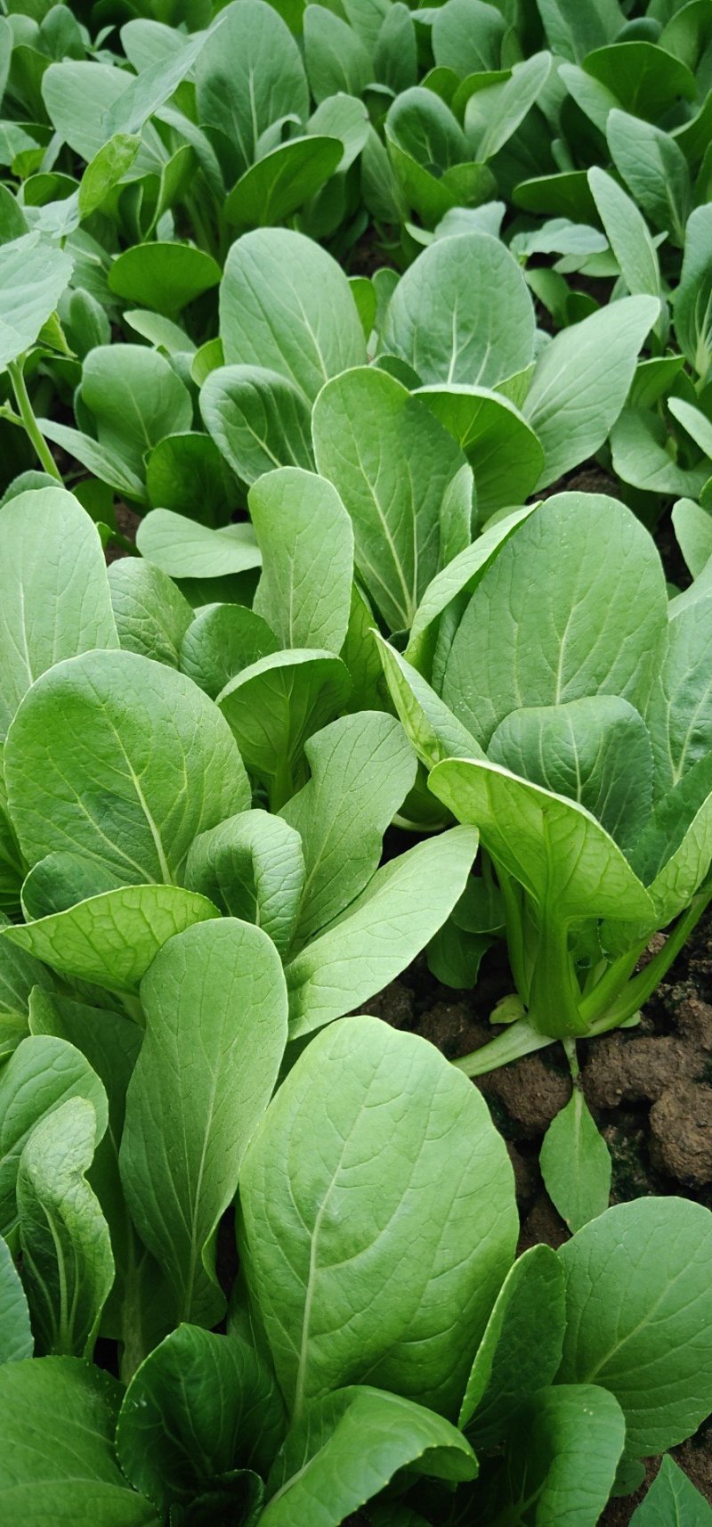 上海青小白菜油菜