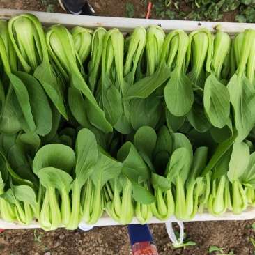 上海青小白菜油菜
