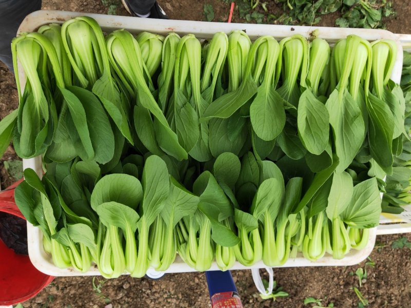 上海青小白菜油菜