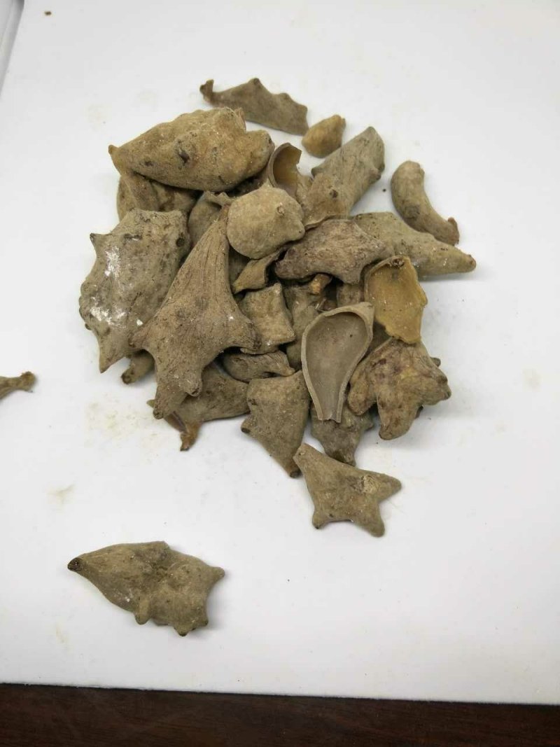 五倍子五贝子独角贝花贝供应上千种中药材一站购