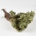 卷柏九死还魂草复活草不死草供应上千种中药材一站购