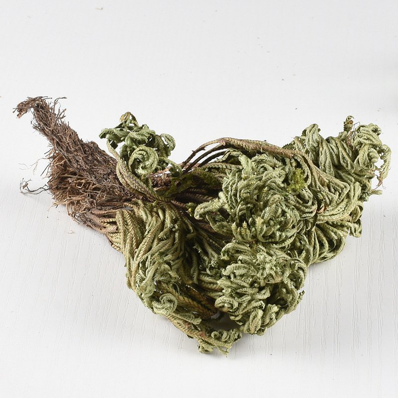 卷柏九死还魂草复活草不死草供应上千种中药材一站购