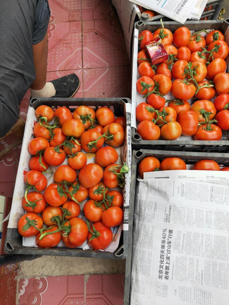 西红柿，产地直销量大，质量好，欢迎各地老板，电商前来采购