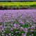 紫云英种子多年生果园绿肥绿化种子
