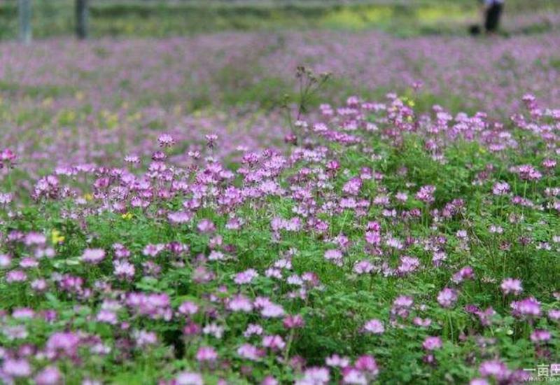 紫云英种子多年生果园绿肥绿化种子