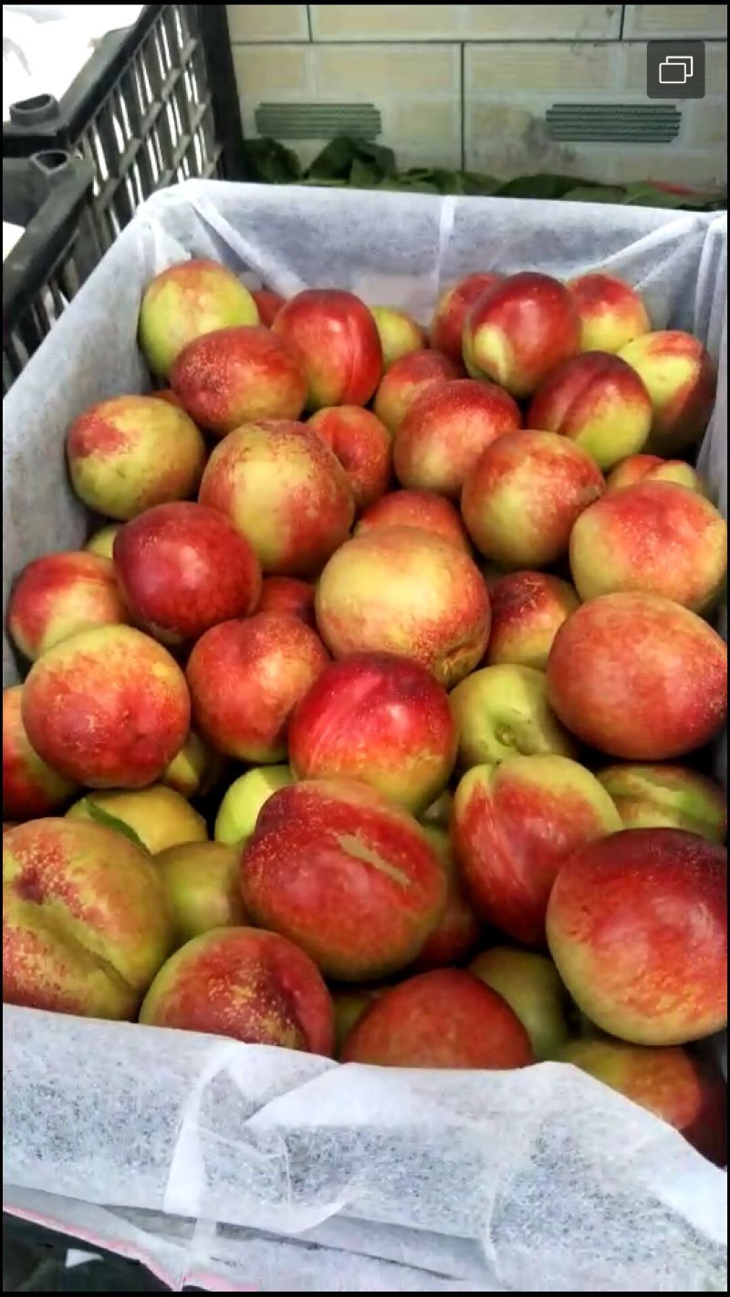 油桃上市产地直销