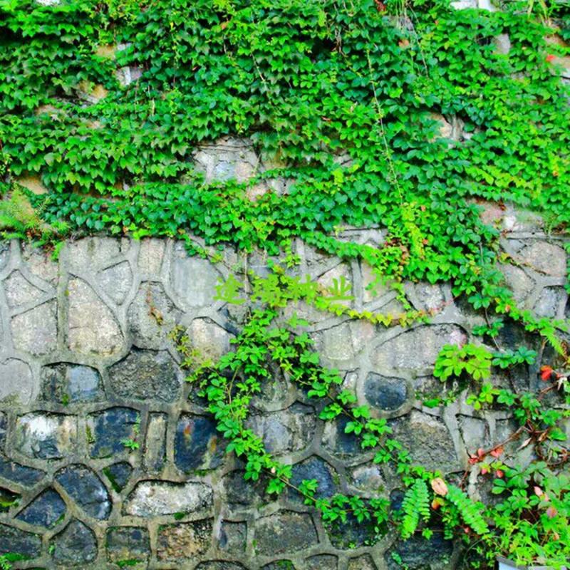 爬山虎种子爬藤植物四季常青墙壁室外景观绿化量大优惠
