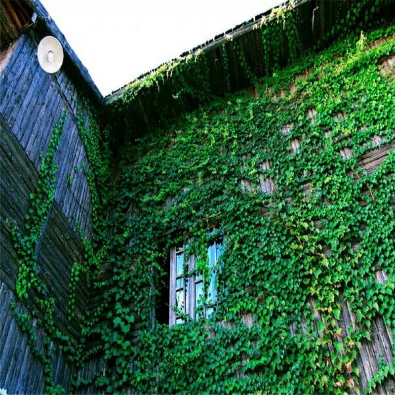 爬山虎种子爬藤植物四季常青墙壁室外景观绿化量大优惠
