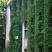 爬山虎种子爬藤植物四季常青墙壁室外景观绿化量大优惠