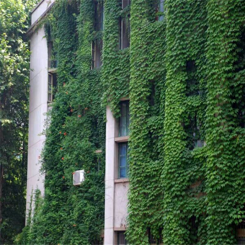 爬山虎种子爬藤植物四季常青墙壁室外景观绿化量大优惠