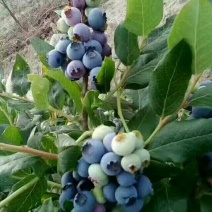 蓝莓