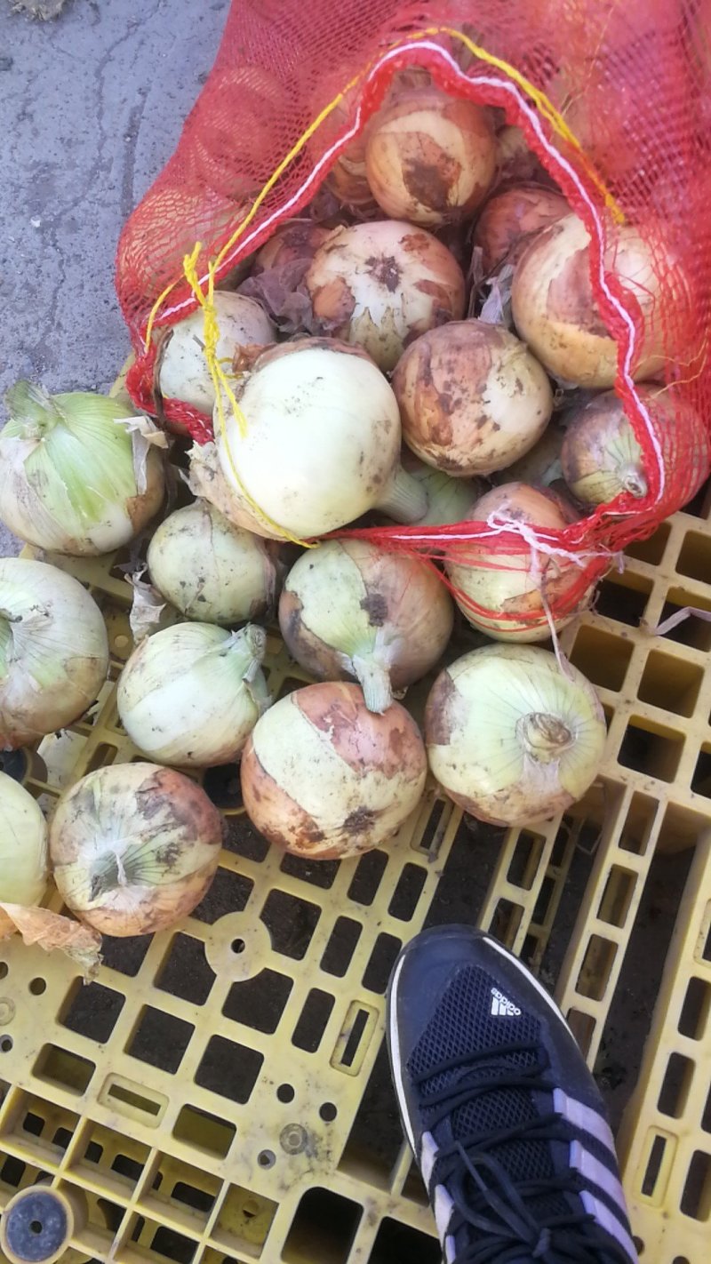 山东洋葱黄皮洋葱产地批发支持代发视频看货对接全国市场