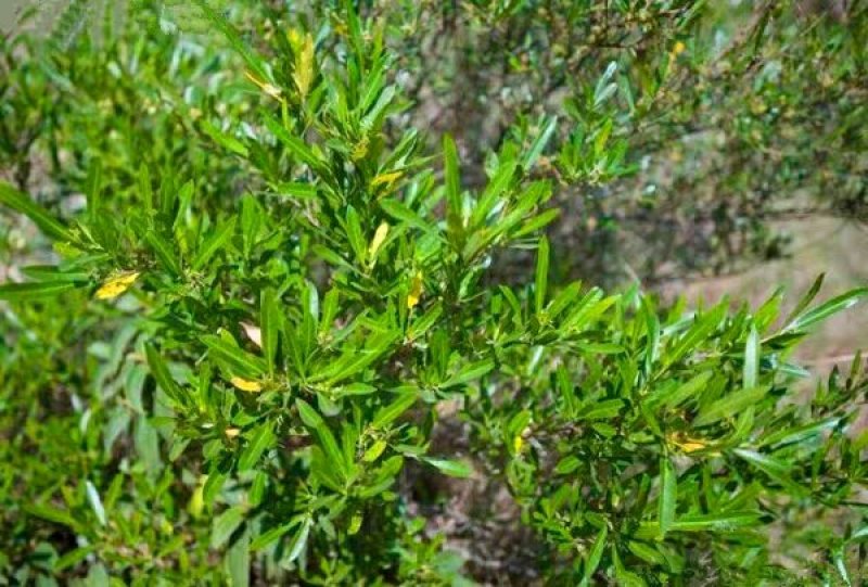 坡柳种子明油子种籽车桑子种子固沙保土耐旱耐寒