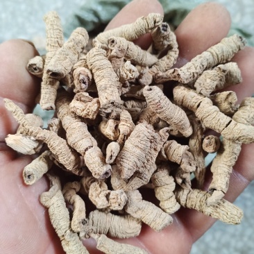 各种规格巴戟天，欢迎新老客户前来洽谈订购