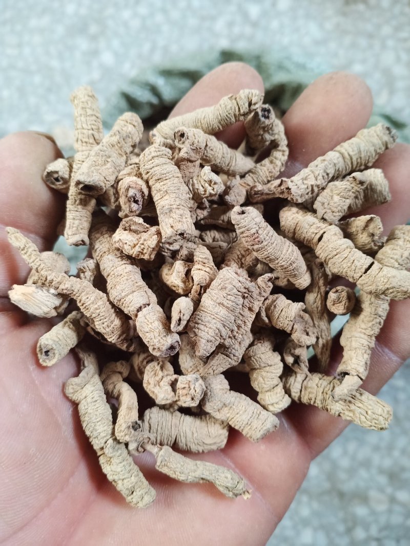 各种规格巴戟天，欢迎新老客户前来洽谈订购