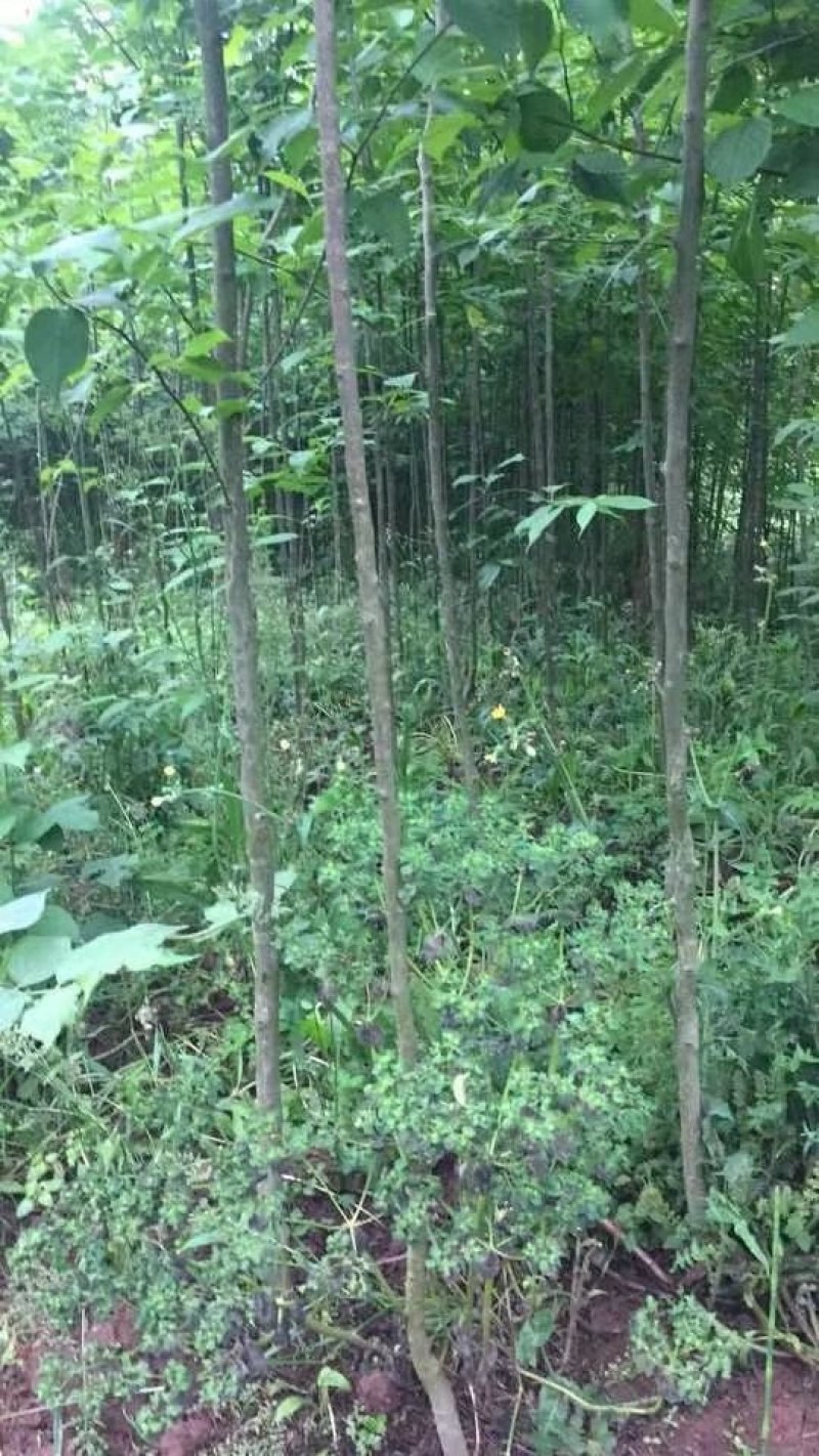 杜仲苗