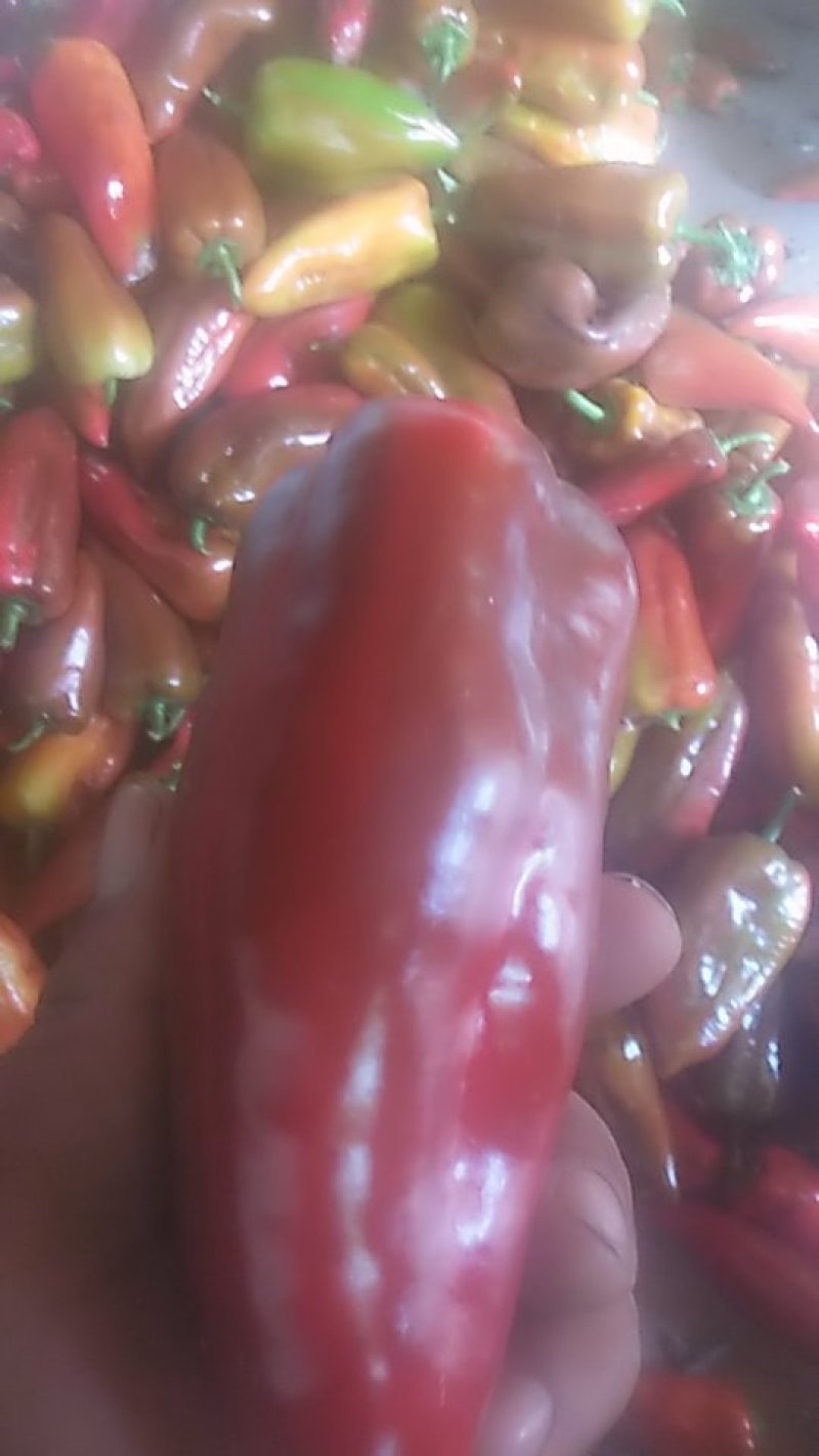 红椒