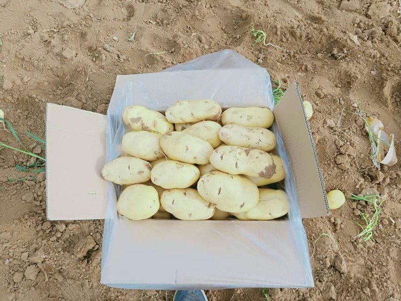 精品土豆内蒙微七，沃黄鑫土豆荷兰十五土豆一手货源