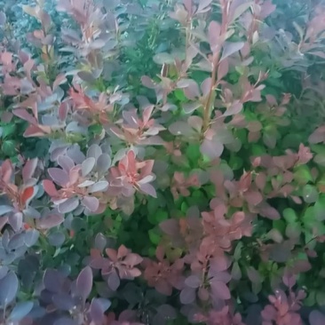 紫叶小檗大量出售！量大！质量保证欢迎各位老板光临！