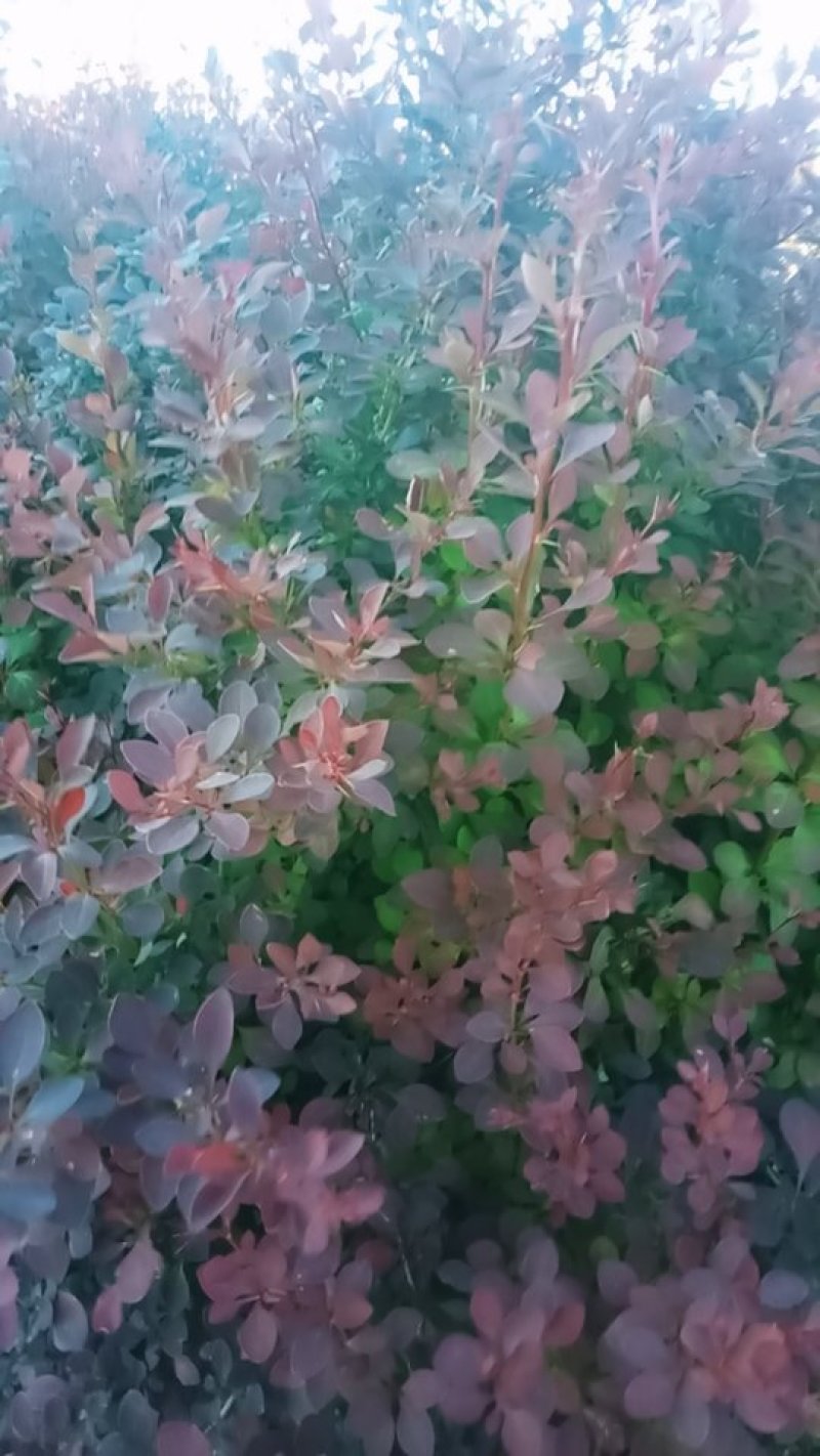 紫叶小檗大量出售！量大！质量保证欢迎各位老板光临！