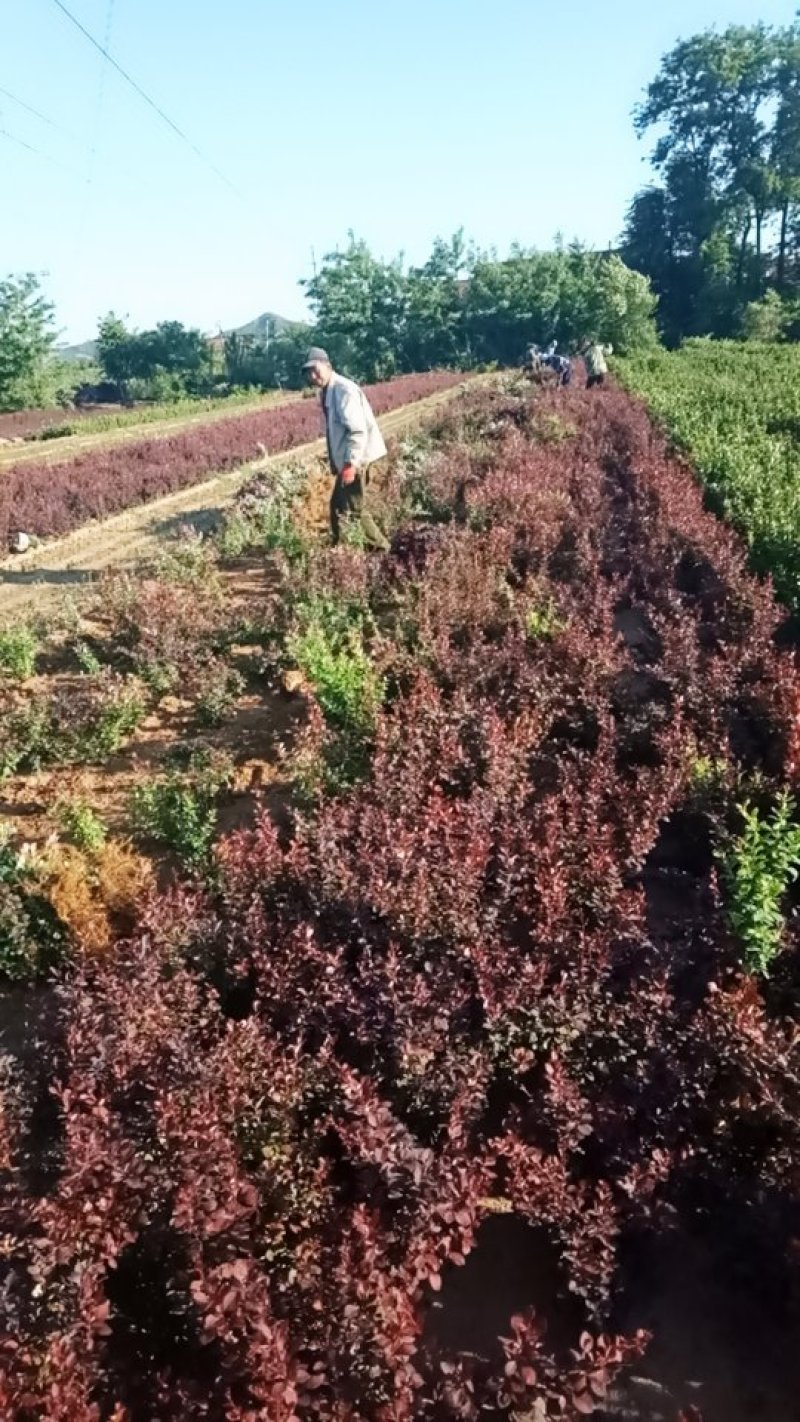 紫叶小檗大量出售！量大！质量保证欢迎各位老板光临！