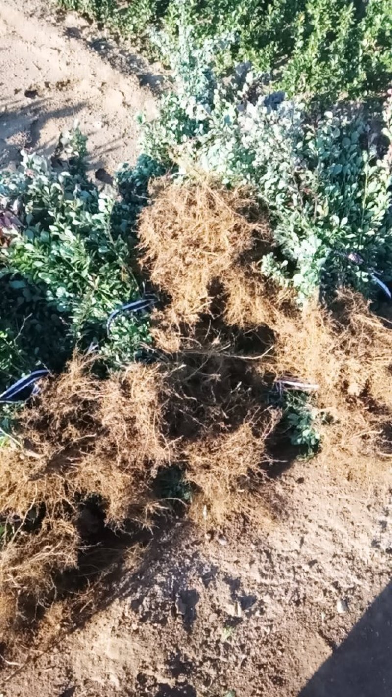 紫叶小檗大量出售！量大！质量保证欢迎各位老板光临！