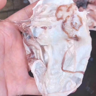 红鱼胶