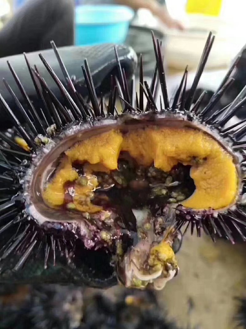 海胆黄