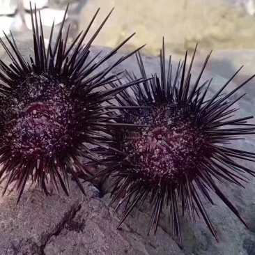 海胆黄