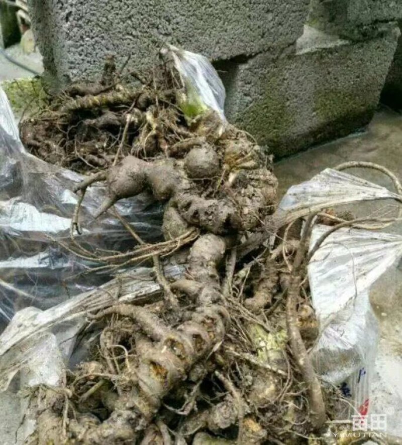 竹节参野生三七竹根七统货选货都有品质保证供货稳定