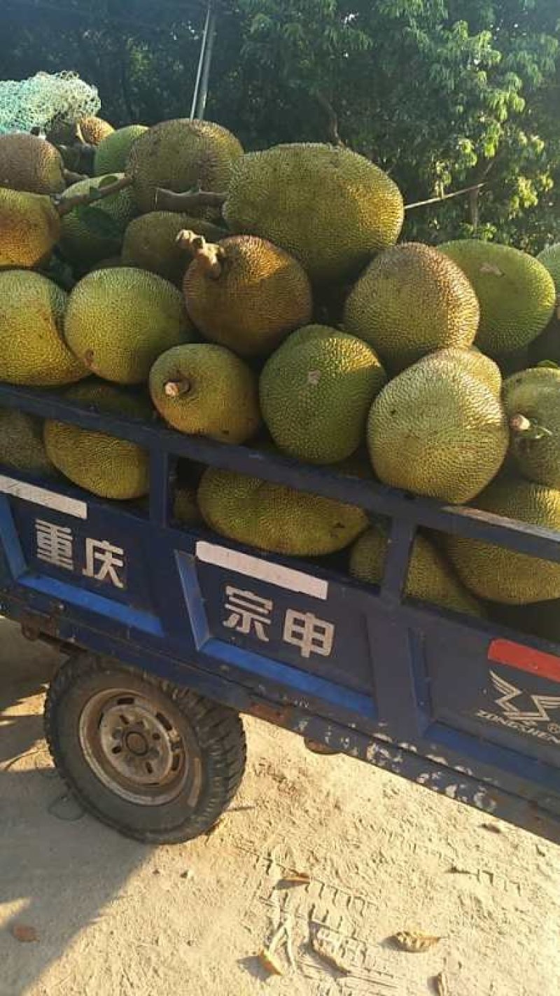 菠萝蜜
