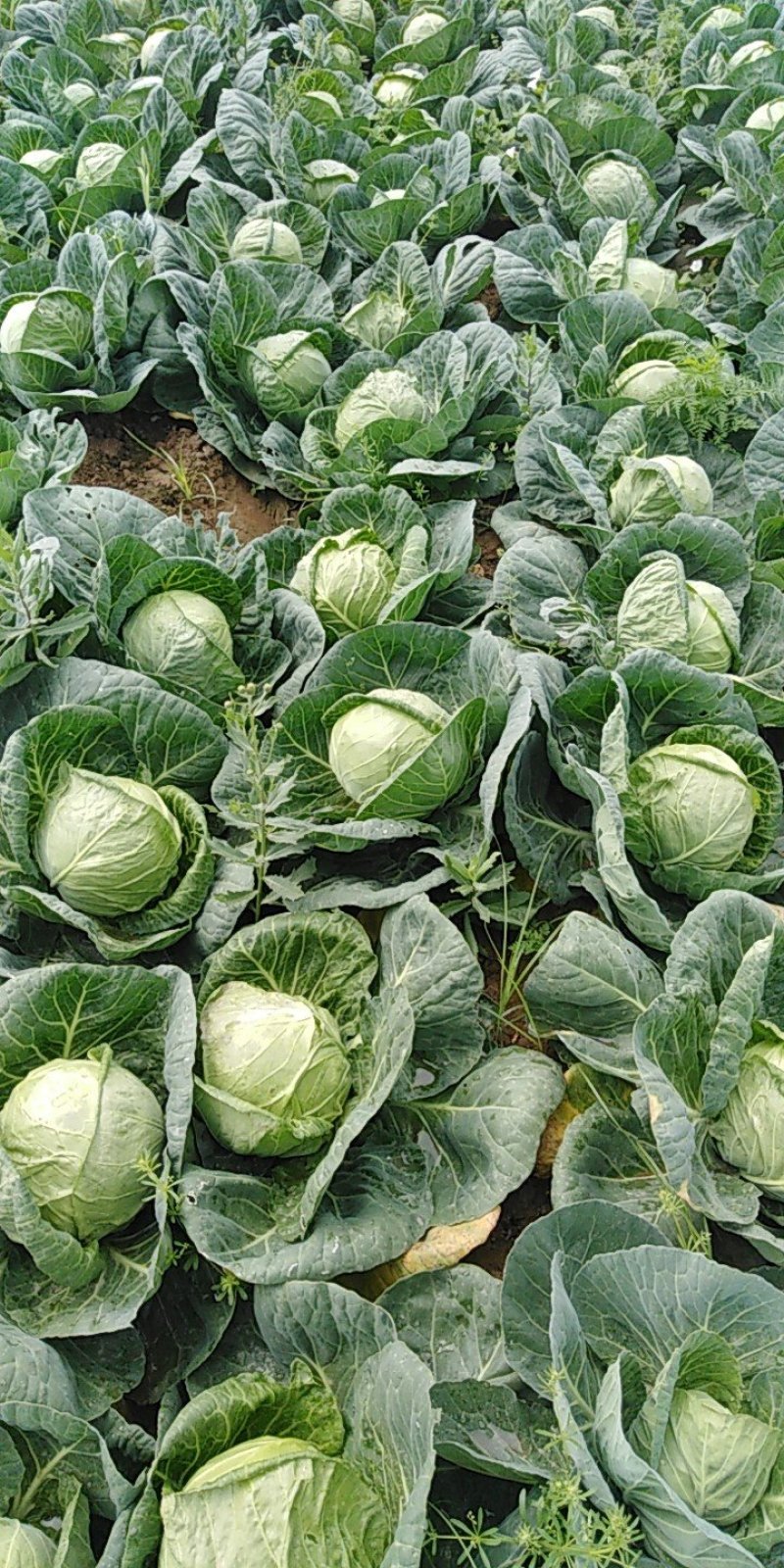 自己有包菜十八亩，要了联系！价格随市场行情走，便宜处理！