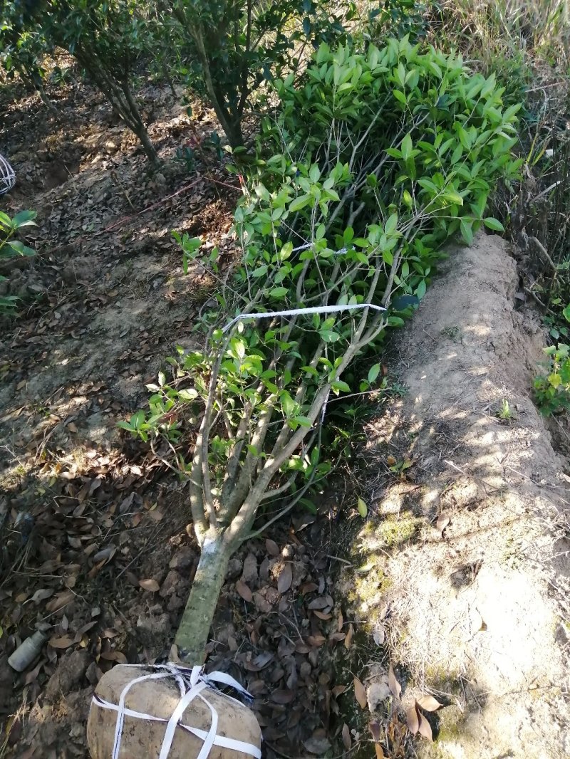 500桂花基地，产地安徽肥东县，规格齐全大量供应