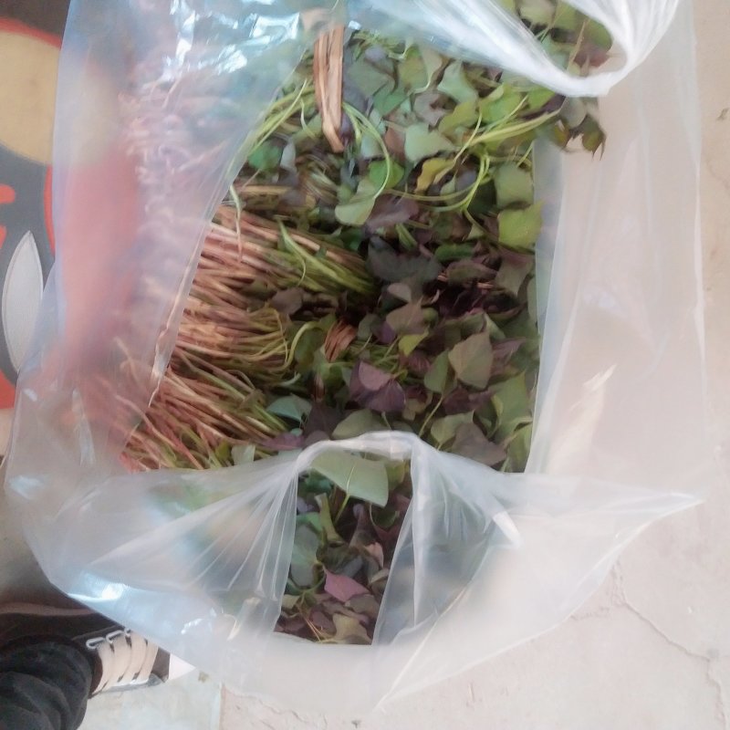 西瓜红红薯苗