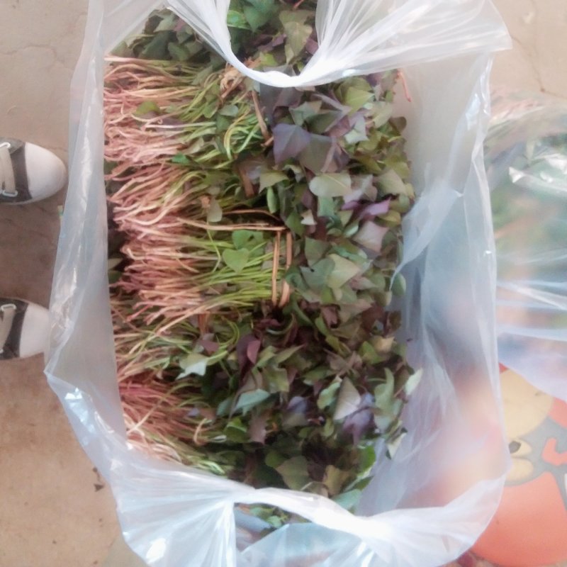 西瓜红红薯苗