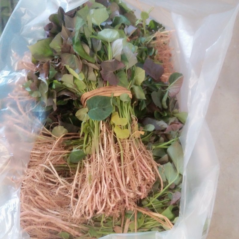 西瓜红红薯苗