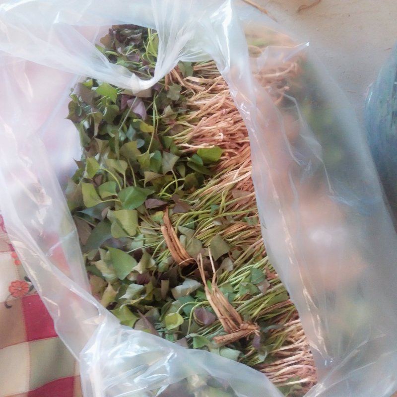 西瓜红红薯苗