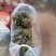 西瓜红红薯苗