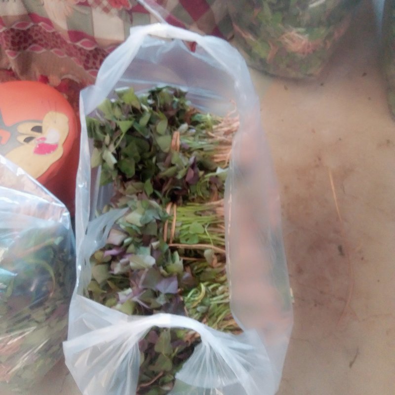 西瓜红红薯苗